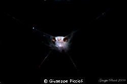 Into the black, my maximum magnification till now. The cr... by Giuseppe Piccioli 